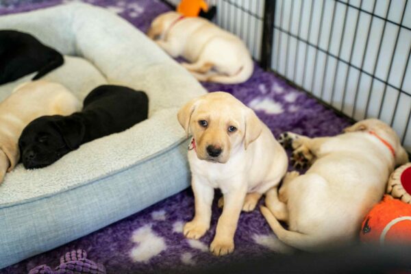 Photo: A Tail-Wagging Approach to Mental Health